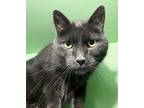 Adopt Dyad a Domestic Short Hair