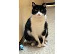 Adopt Jeremy (FCID# 03/18/2024 - 900 Glen Mills PS) DC a Tuxedo