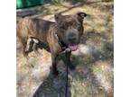 Adopt Curious George a Mixed Breed