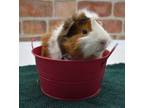 Adopt Skipper a Guinea Pig