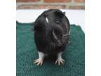 Adopt Gilligan a Guinea Pig