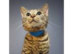 Adopt Rocky Road a Domestic Short Hair