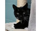 Adopt Cooper a Domestic Short Hair