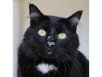 Adopt Wolfie a Domestic Long Hair