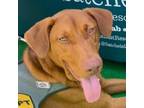 Adopt Rockley a Doberman Pinscher, Labrador Retriever