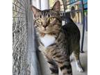 Adopt Caleb 25123 a Domestic Short Hair