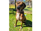 Adopt Allen a Catahoula Leopard Dog, Mixed Breed