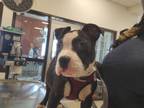Adopt Odie - IN FOSTER a Pit Bull Terrier, Mixed Breed