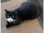 Adopt Midnight a Domestic Short Hair