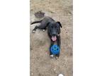 Adopt COLEMAN (Fabulous Lab/Hound/Shep - ASAP! a Labrador Retriever, Hound