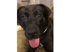 Adopt MR. COLEMAN (Fabulous Lab/Shep/Hound -Help ASAP!) a Labrador Retriever