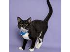 Adopt Frasier a Domestic Short Hair