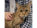 Adopt Butters a Domestic Short Hair