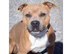 Adopt Kong a Staffordshire Bull Terrier, Mixed Breed