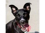 Adopt Maverick a Black Labrador Retriever, Cattle Dog