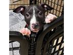 Adopt Bronco a Pit Bull Terrier