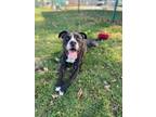 Adopt King a Pit Bull Terrier