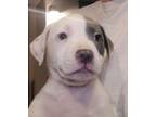 Adopt Kash a Pit Bull Terrier