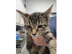 Adopt Sheriff Woody a Domestic Short Hair