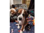 Adopt Rubble - adoption pending a Beagle