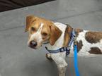 Adopt Walter - Fostered in Omaha a Beagle, Labrador Retriever