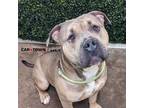 Adopt Paddy a American Bully