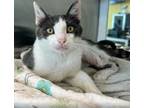 Adopt Jack a Domestic Short Hair