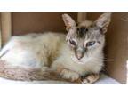 Adopt Purrcival a Siamese, Domestic Short Hair