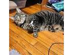 Adopt Rufio a Domestic Short Hair