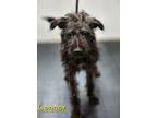 Adopt Connor a Terrier