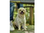 Adopt Lions Mane a Terrier