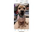 Adopt Blinky a Terrier