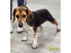 Adopt Ernie a Beagle