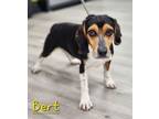 Adopt Bert a Beagle
