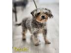 Adopt Porcini a Terrier