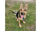 Adopt Zorro (Apophis) a German Shepherd Dog