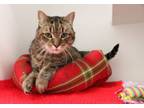 Adopt Bubba Gump a Domestic Short Hair