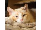 Adopt Gatsby - Foster a Domestic Short Hair