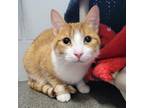 Adopt Caspian a Domestic Short Hair