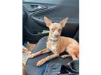 Adopt Joey a Miniature Pinscher