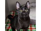 Adopt RuPaul a Domestic Short Hair