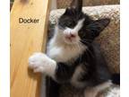 Adopt Docker a Domestic Short Hair