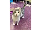 Adopt OTIS a Domestic Short Hair