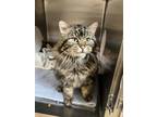 Adopt Bronco a Domestic Medium Hair, Domestic Short Hair