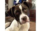 Adopt Henry a American Staffordshire Terrier, Mixed Breed