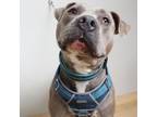 Adopt Bourbon D15666 a Pit Bull Terrier