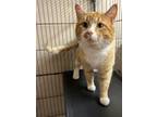 Adopt Charmer a Domestic Short Hair