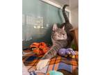 Adopt Phineas a Domestic Short Hair