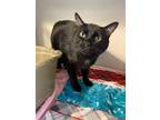 Adopt Mo a Domestic Short Hair