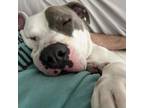Adopt Chance a Pit Bull Terrier, Mixed Breed